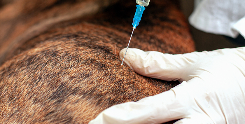 Pet Wellness And Vaccinations